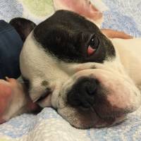Fransız Bulldog, Köpek  monsieur fotoğrafı