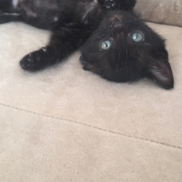 Tekir Kedi, Kedi  Gece fotoğrafı