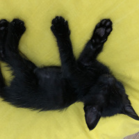 Tekir Kedi, Kedi  Gece fotoğrafı