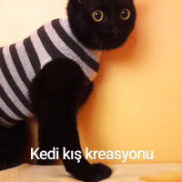 Tekir Kedi, Kedi  Aşkım Tosunum fotoğrafı