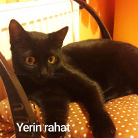 Tekir Kedi, Kedi  Aşkım Tosunum fotoğrafı