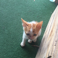 Tekir Kedi, Kedi  İsimsiz fotoğrafı
