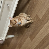 Sarman, Kedi  Turunç fotoğrafı