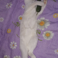 Tekir Kedi, Kedi  Pamuk fotoğrafı