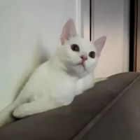 Tekir Kedi, Kedi  Pamuk fotoğrafı