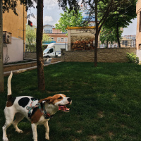 Beagle, Köpek  Mitzy fotoğrafı