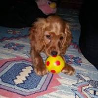 Amerikan Cocker Spaniel, Köpek  Kraker fotoğrafı