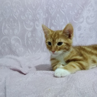 Tekir Kedi, Kedi  Mars fotoğrafı