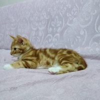 Tekir Kedi, Kedi  Mars fotoğrafı