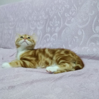 Tekir Kedi, Kedi  Mars fotoğrafı