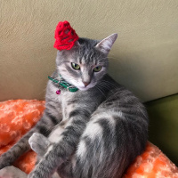 Tekir Kedi, Kedi  Luna fotoğrafı