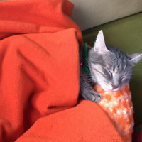 Tekir Kedi, Kedi  Luna fotoğrafı