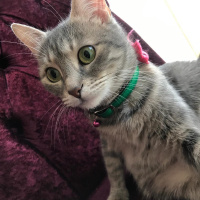 Tekir Kedi, Kedi  Luna fotoğrafı