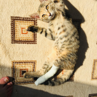 Tekir Kedi, Kedi  Mia fotoğrafı
