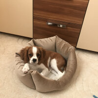 Cavalier King Charles Spanieli, Köpek  Simba fotoğrafı