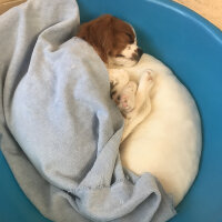 Cavalier King Charles Spanieli, Köpek  Simba fotoğrafı