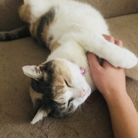Tekir Kedi, Kedi  Pamuk fotoğrafı