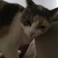 Tekir Kedi, Kedi  Pamuk fotoğrafı