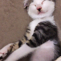 Tekir Kedi, Kedi  Caillou fotoğrafı