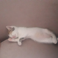 Sarman, Kedi  Sütlaç fotoğrafı
