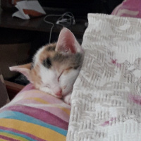 Sarman, Kedi  Sütlaç fotoğrafı