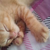 Scottish Fold, Kedi  NORİS fotoğrafı