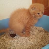 Scottish Fold, Kedi  NORİS fotoğrafı