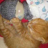 Scottish Fold, Kedi  NORİS fotoğrafı