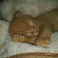 Scottish Fold, Kedi  NORİS fotoğrafı