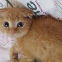 Scottish Fold, Kedi  NORİS fotoğrafı