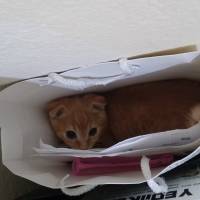 Scottish Fold, Kedi  NORİS fotoğrafı