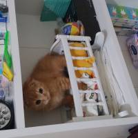 Scottish Fold, Kedi  NORİS fotoğrafı