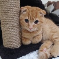 Scottish Fold, Kedi  NORİS fotoğrafı