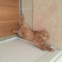 Scottish Fold, Kedi  NORİS fotoğrafı