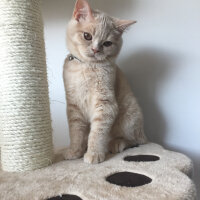 British Shorthair, Kedi  Cheddar fotoğrafı