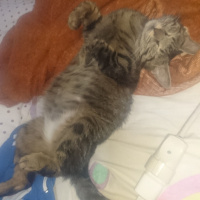 Tekir Kedi, Kedi  Lux fotoğrafı