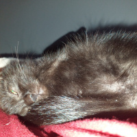 Tekir Kedi, Kedi  Zeytin fotoğrafı