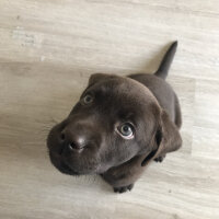 Labrador Retriever, Köpek  Ares fotoğrafı