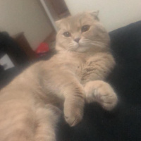 Scottish Fold, Kedi  ghost fotoğrafı