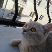 Scottish Fold, Kedi  Duman fotoğrafı