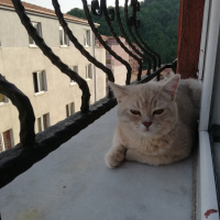 Scottish Fold, Kedi  Duman fotoğrafı
