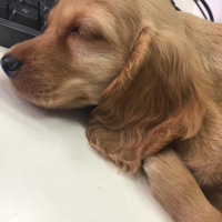 Amerikan Cocker Spaniel, Köpek  Herkül fotoğrafı