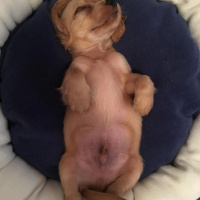 Amerikan Cocker Spaniel, Köpek  Herkül fotoğrafı