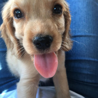 Amerikan Cocker Spaniel, Köpek  Herkül fotoğrafı