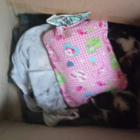 Tekir Kedi, Kedi  Pıtırcık fotoğrafı