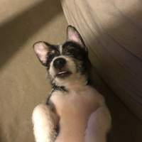 Jack Russell Terrier, Köpek  Adi henuz yok :) fotoğrafı