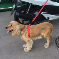 Amerikan Cocker Spaniel, Köpek  Leo fotoğrafı
