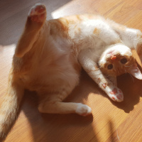 Sarman, Kedi  Kavun fotoğrafı