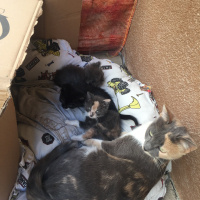 Sarman, Kedi  Yavrular fotoğrafı
