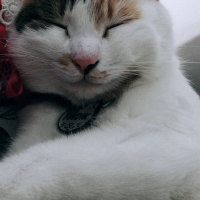 Tekir Kedi, Kedi  Fındık fotoğrafı
